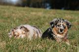 BERGER AUSTRALIEN PUPPIES 778